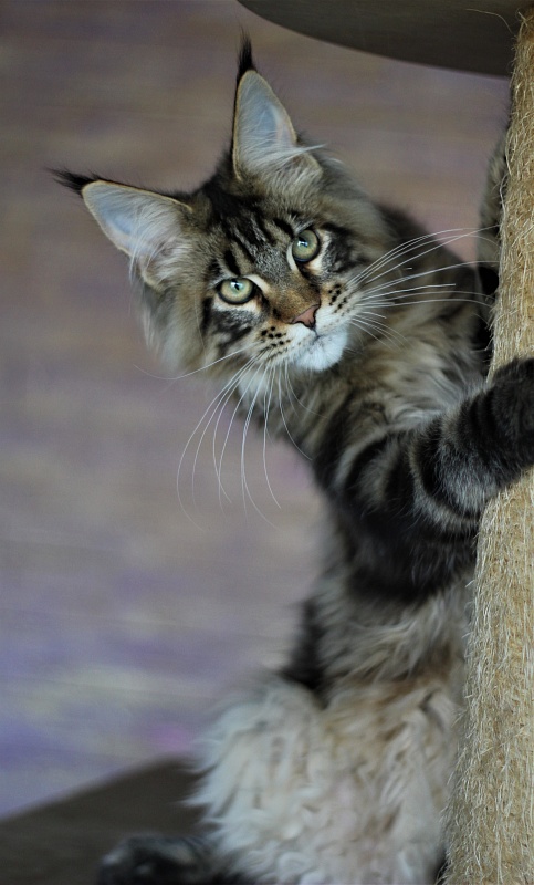 Orso Ophirusland*RU - Кошеня мейн-кун 5 місяців 1 тиждень