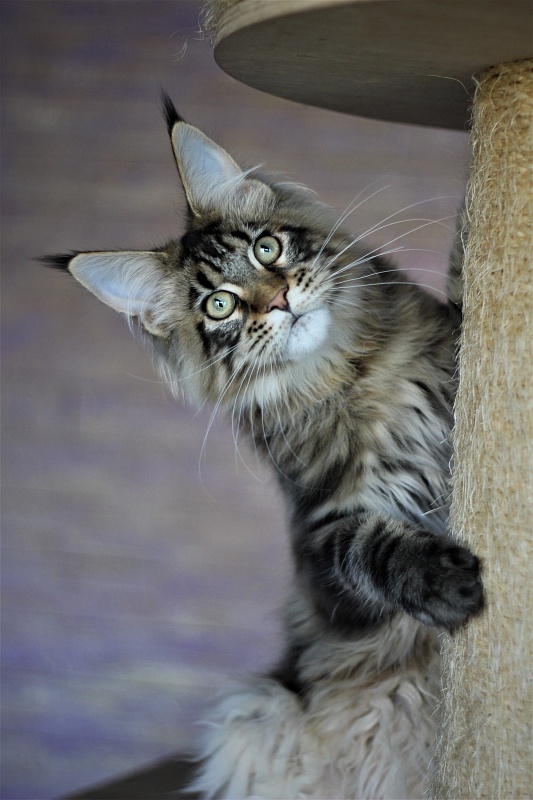 Orso Ophirusland*RU - Кошеня мейн-кун 5 місяців 1 тиждень