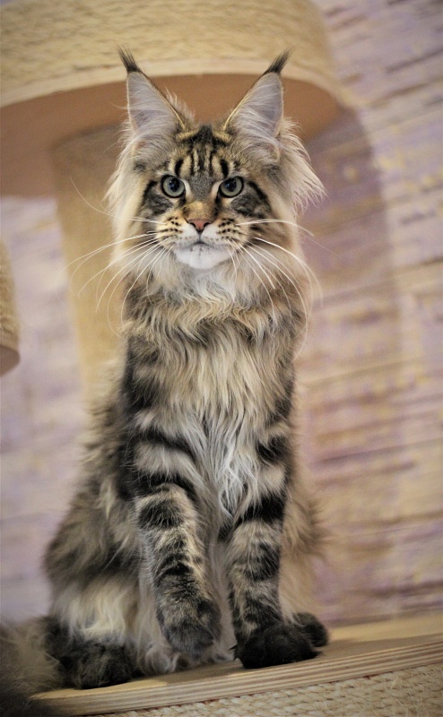 Orso Ophirusland*RU - Кошеня мейн-кун 6 місяців 0,5 тижнів