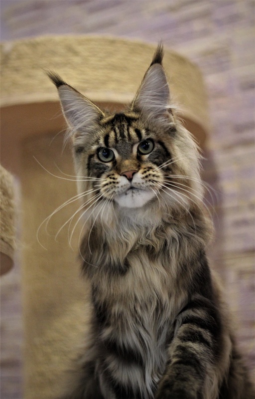 Orso Ophirusland*RU - Кошеня мейн-кун 6 місяців 0,5 тижнів