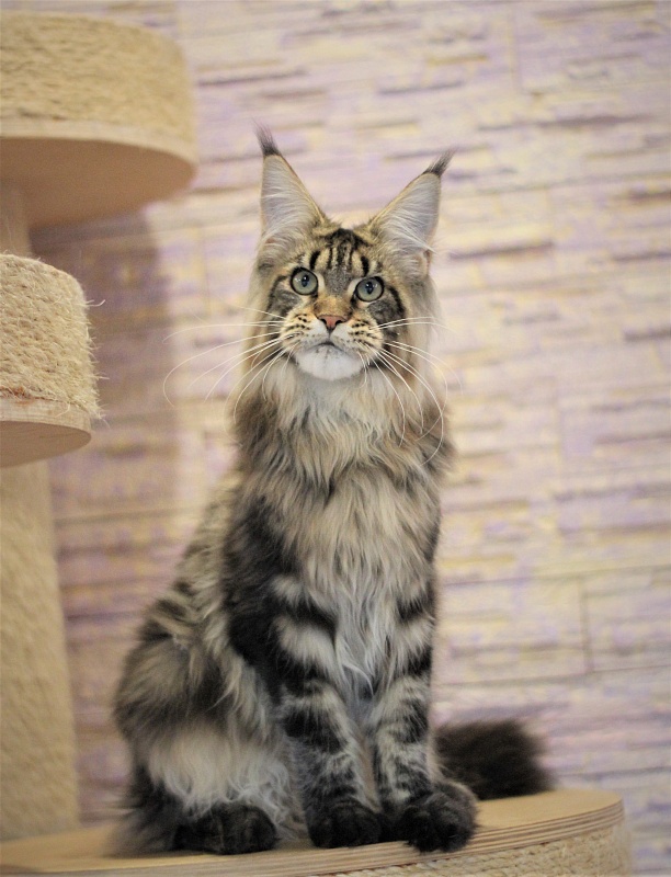 Orso Ophirusland*RU - Кошеня мейн-кун 6 місяців 0,5 тижнів