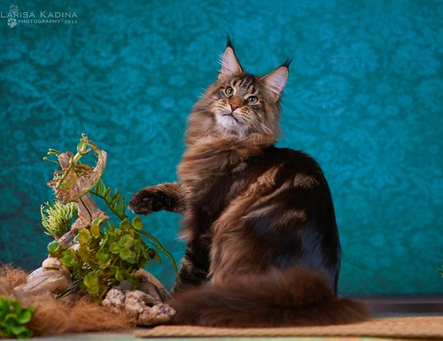 Ophirusland X-Drive - maine-coon