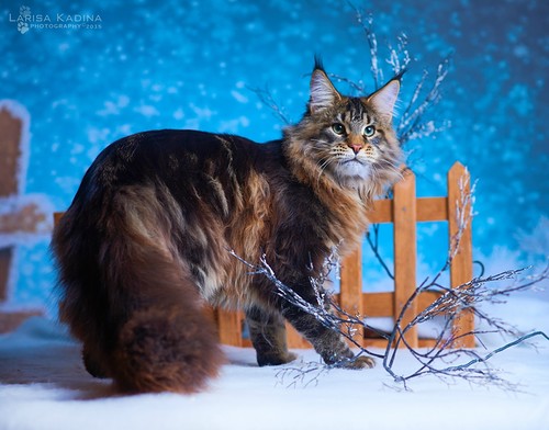 Ophirusland X-Drive - maine-coon