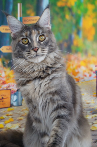 Ophirusland Dafna - мейн-кун