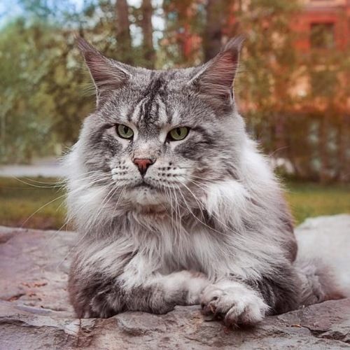 Log Cabin Shags Dragonfly - maine-coon