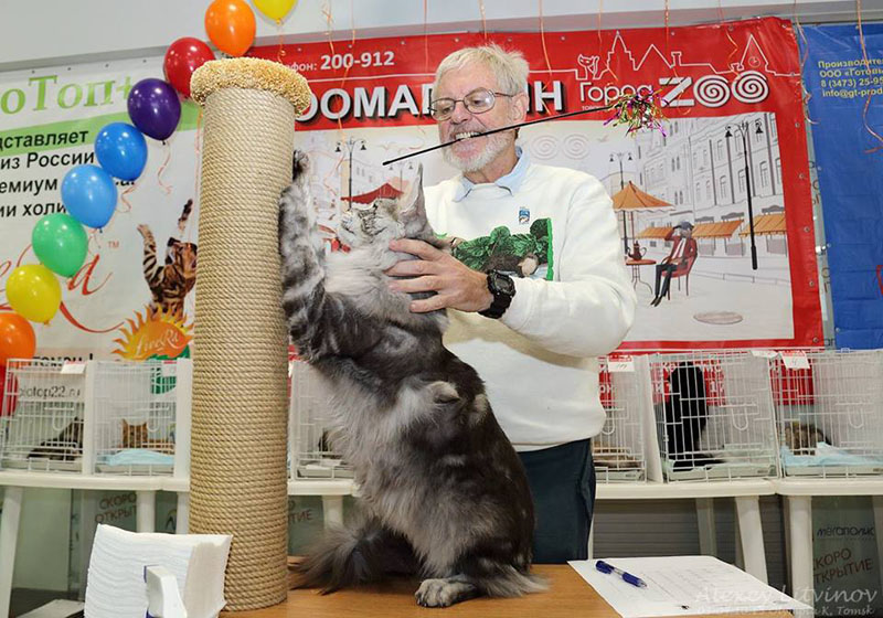 Log Cabin Shags Dragonfly - maine-coon