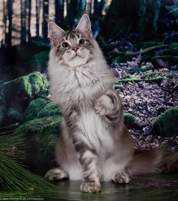 Log Cabin Shags Dragonfly - maine-coon