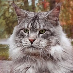 Log Cabin Shags Dragonfly