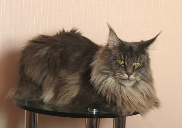 Catroad Evie Purrington - мейн-кун 12.07.12