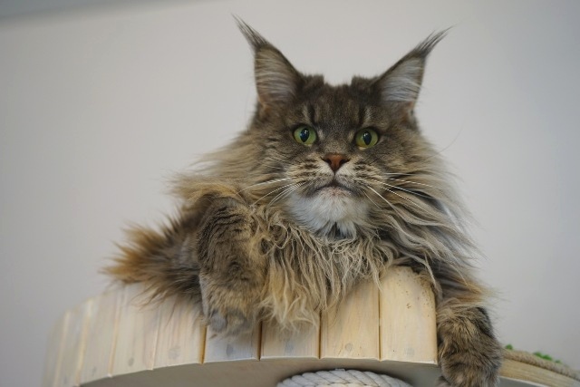 Catroad Evie Purrington - мейн-кун