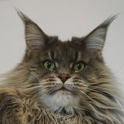 Catroad Evie Purrington