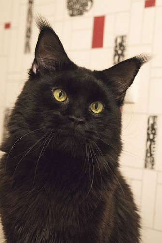 Ophirusland Pole Position - maine-coon