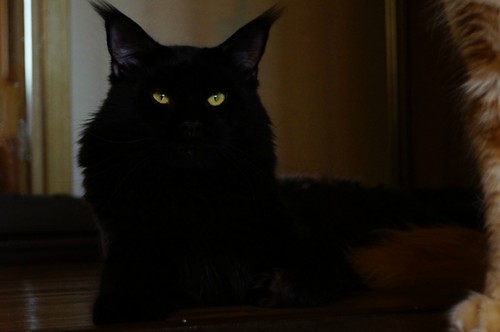 Ophirusland Pole Position - maine-coon