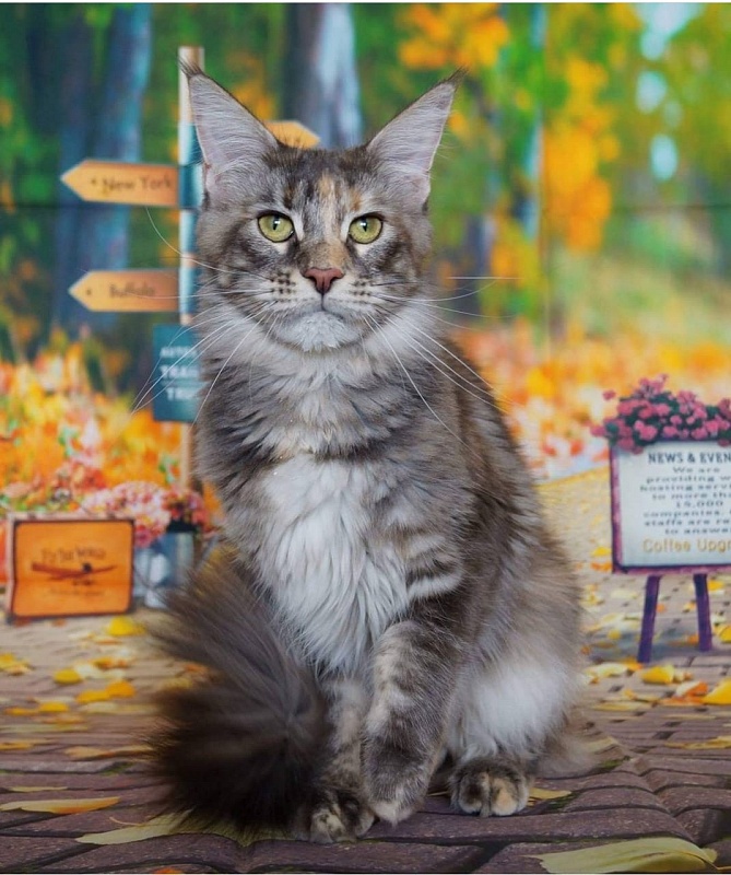 Ophirusland Valencia - мейн-кун