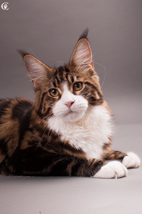 Wookie Grey Claws - мейн-кун