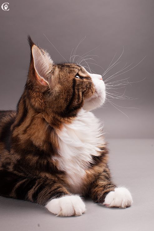 Wookie Grey Claws - мейн-кун