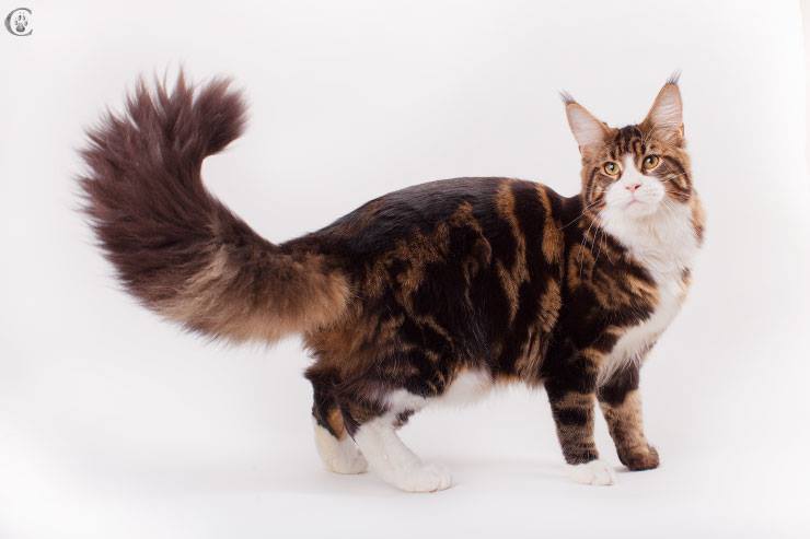 Wookie Grey Claws - мейн-кун