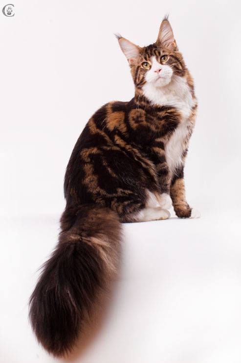 Wookie Grey Claws - мейн-кун