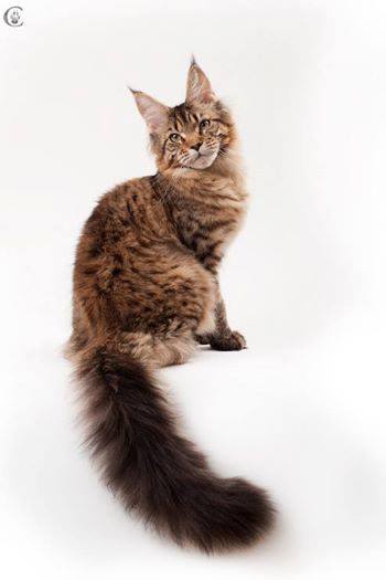 Zima Estate Pearls - maine-coon