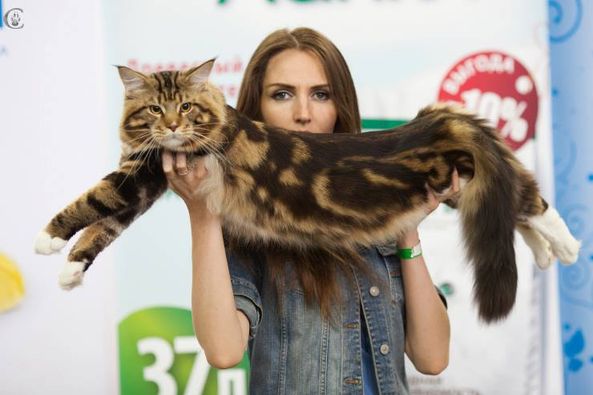 Dotcom Yabba Dabba Do - maine-coon