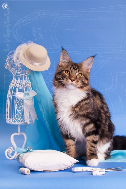 Dotcom Yabba Dabba Do - maine-coon