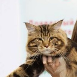 Dotcom Yabba Dabba Do