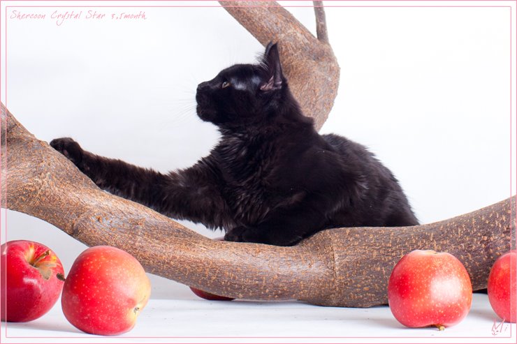 Shercoon Crystal Star - maine-coon