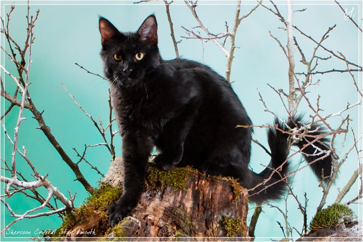 Shercoon Crystal Star - maine-coon