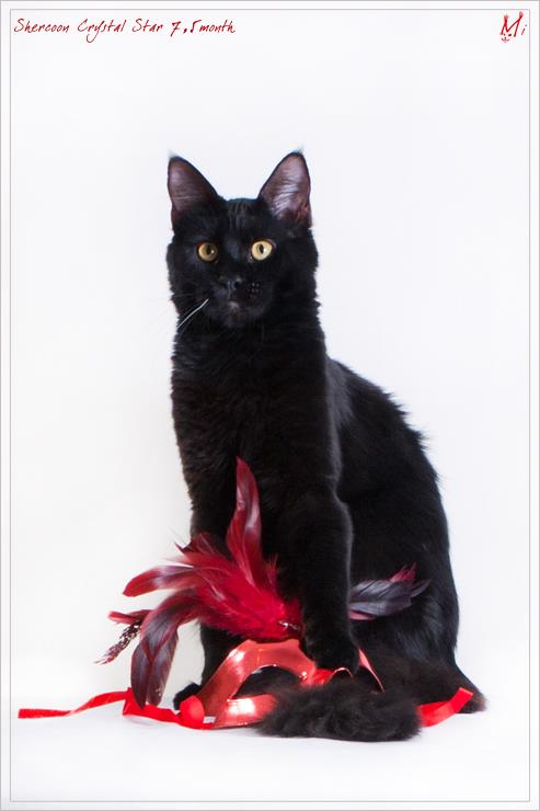 Shercoon Crystal Star - maine-coon