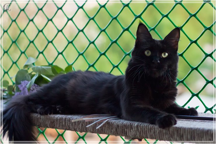 Shercoon Crystal Star - maine-coon