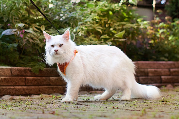 Summerfield's Columbus - maine-coon