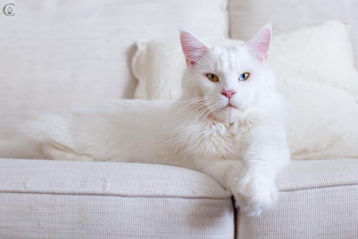 Summerfield's Columbus - maine-coon