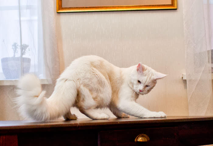 Summerfield's Columbus - maine-coon