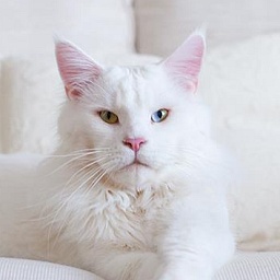 Summerfield's Columbus