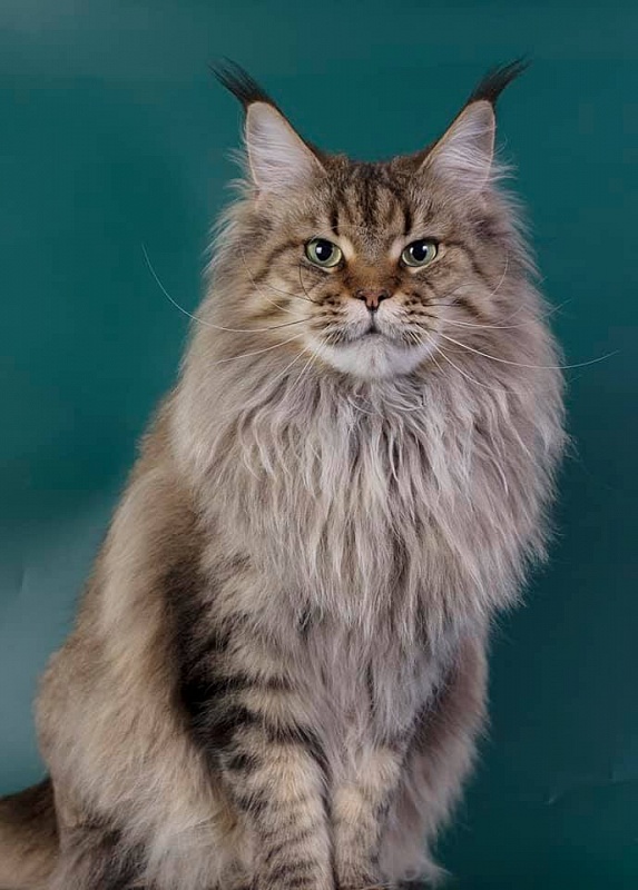 Rigantona Estate Pearls - мейн-кун