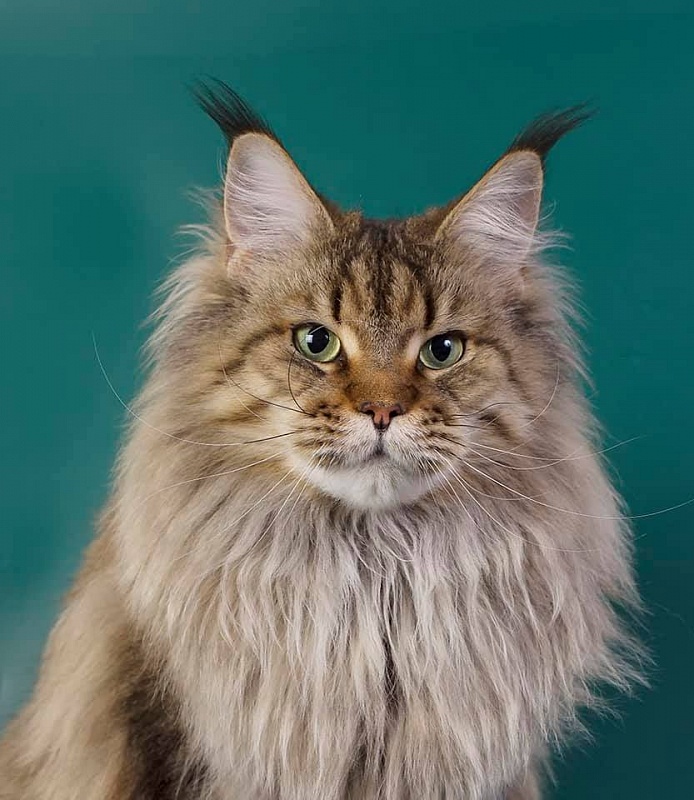 Rigantona Estate Pearls - мейн-кун