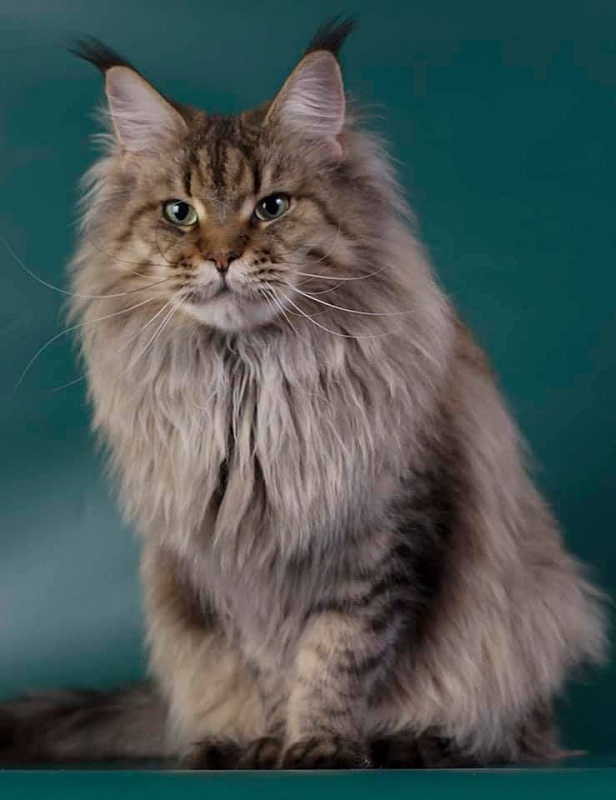 Rigantona Estate Pearls - мейн-кун