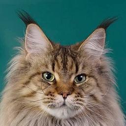 Rigantona Estate Pearls