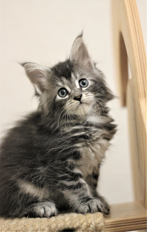 Zigoletta Monterini - Kitten maine-coon 1 month 2 weeks