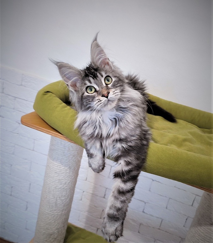 Zigoletta Monterini - Kitten maine-coon 4 months 0.5 weeks