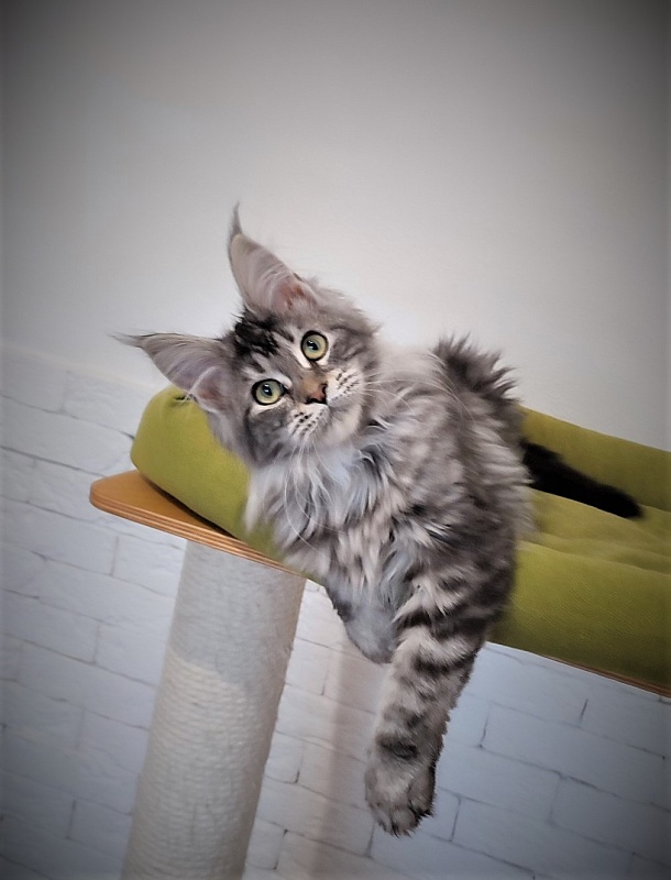 Zigoletta Monterini - Kitten maine-coon 4 months 0.5 weeks