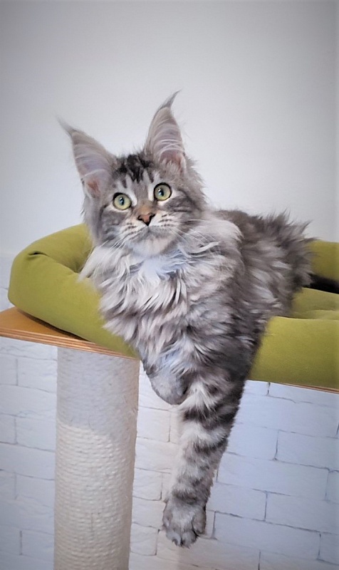 Zigoletta Monterini - Kitten maine-coon 4 months 0.5 weeks