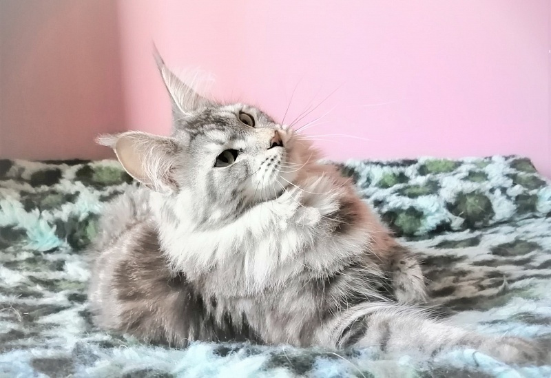 Zigoletta Monterini - Junior maine-coon 8.5 months