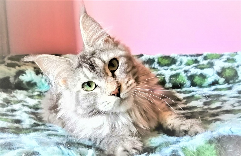 Zigoletta Monterini - Junior maine-coon 8.5 months