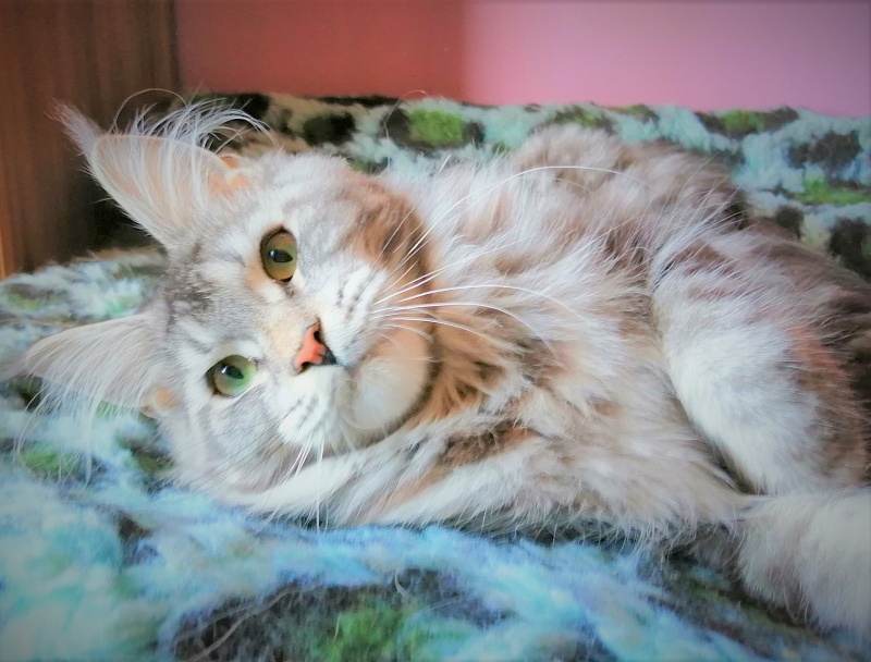 Zigoletta Monterini - Junior maine-coon 8.5 months