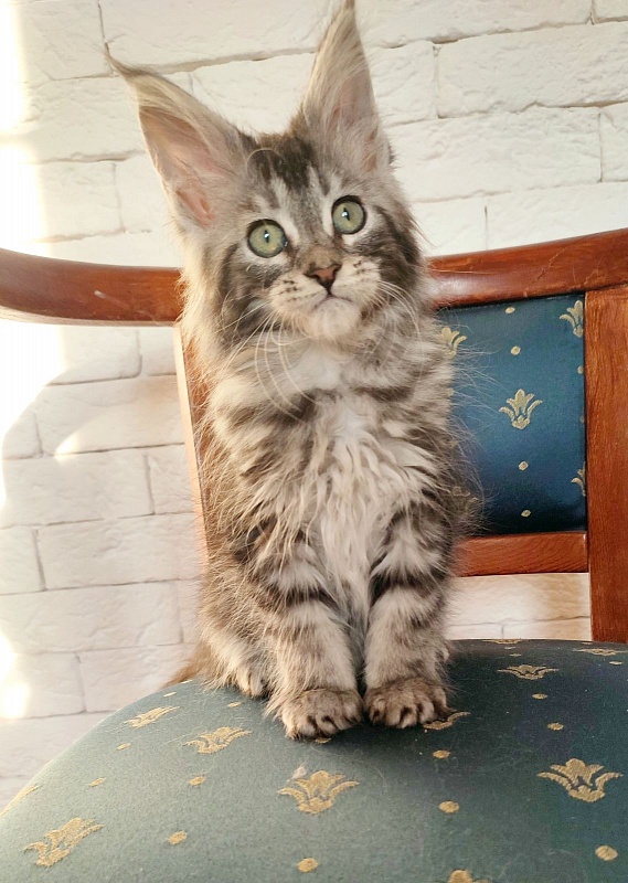 Zigoletta Monterini - Kitten maine-coon 2 months 1.5 week