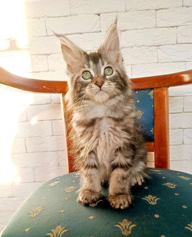 Zigoletta Monterini - Kitten maine-coon 2 months 1.5 week