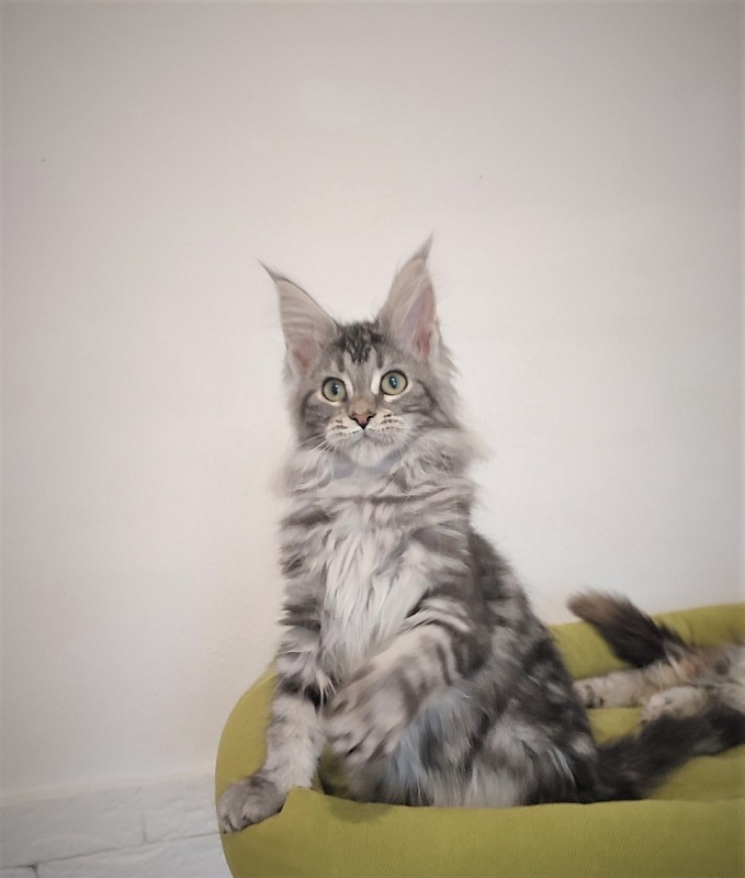 Zigoletta Monterini - Kitten maine-coon 3 months 1 week