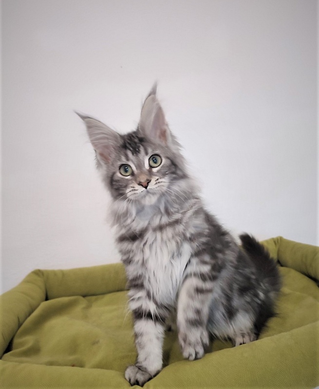 Zigoletta Monterini - Kitten maine-coon 3 months 1 week