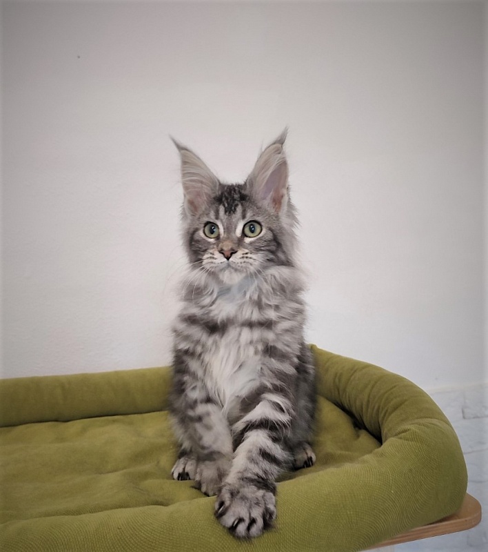 Zigoletta Monterini - Kitten maine-coon 3 months 1 week